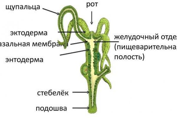 Кракен онион ссылка тор зеркало kraken6.at kraken7.at kraken8.at