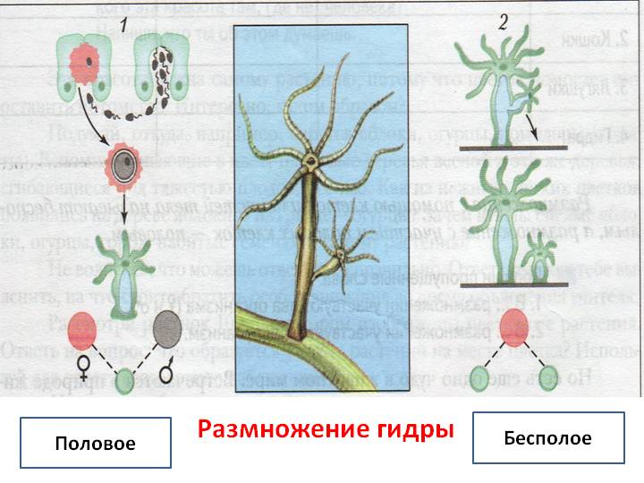 Kraken onion ссылка kra.mp